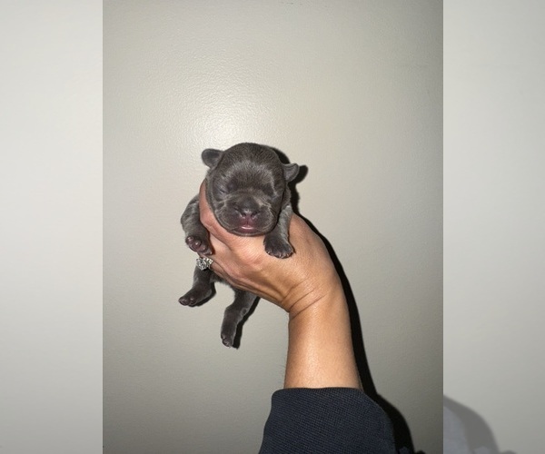 Medium Photo #6 French Bulldog Puppy For Sale in HILTON, NY, USA