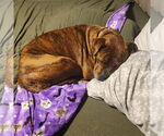 Small #30 American Staffordshire Terrier-Boxer Mix