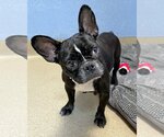 Small Photo #6 French Bulldog Puppy For Sale in Corona, CA, USA