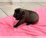 Puppy Pink collar Belgian Malinois