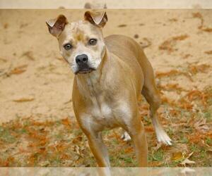 American Staffordshire Terrier-Unknown Mix Dogs for adoption in Tallahassee, FL, USA