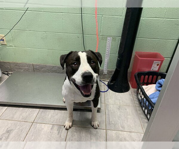 Medium Photo #1 American Bulldog-Unknown Mix Puppy For Sale in Grand Prairie, TX, USA