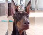 Small #3 Doberman Pinscher