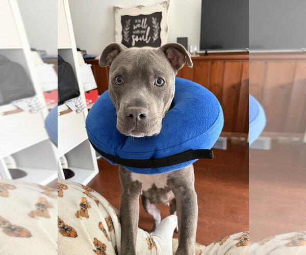 Medium Photo #5 Mutt Puppy For Sale in Brewster, NY, USA