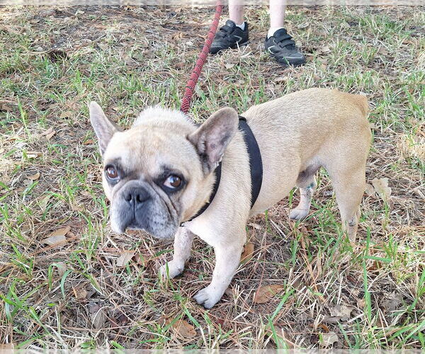 Medium Photo #2 French Bulldog-Unknown Mix Puppy For Sale in Missouri City, TX, USA