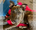 Small #6 Black Mouth Cur Mix