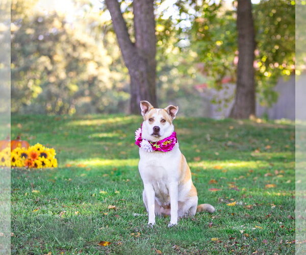Medium Photo #8 Mutt Puppy For Sale in Unionville, PA, USA