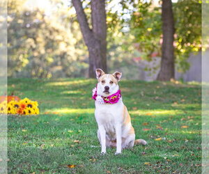 Ginger - Female Mutt Dog for Adoption - Photo #8