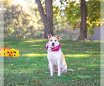 Small Photo #8 Mutt Puppy For Sale in Unionville, PA, USA