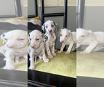 Small #6 Dalmatian