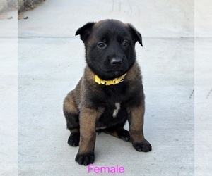 Medium Belgian Malinois