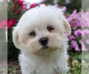 Maltese Puppy for sale in GREENVILLE, PA, USA