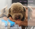 Small Photo #75 Labrador Retriever Puppy For Sale in POCAHONTAS, IL, USA