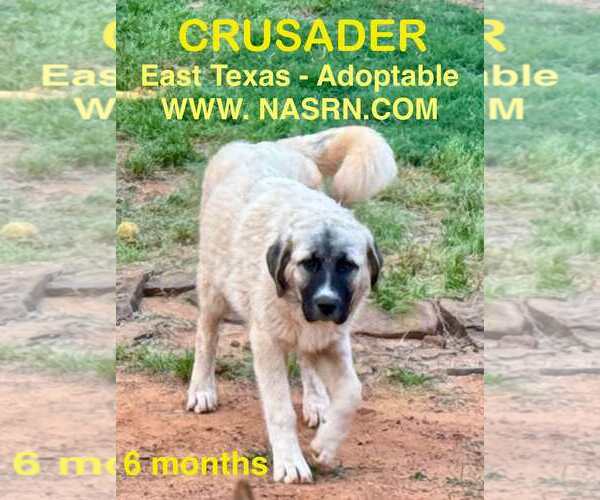 Medium Photo #9 Anatolian Shepherd-Great Pyrenees Mix Puppy For Sale in Higley, AZ, USA
