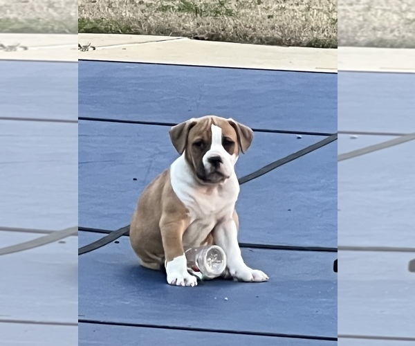 Medium Photo #10 American Bulldog Puppy For Sale in BONAIRE, GA, USA