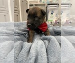 Small Photo #129 Belgian Malinois Puppy For Sale in REESEVILLE, WI, USA