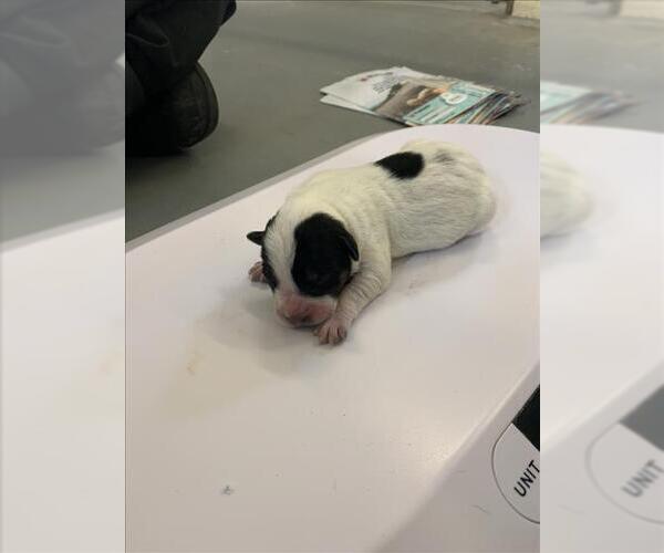Medium Photo #1 American Pit Bull Terrier-Unknown Mix Puppy For Sale in Corpus Christi, TX, USA