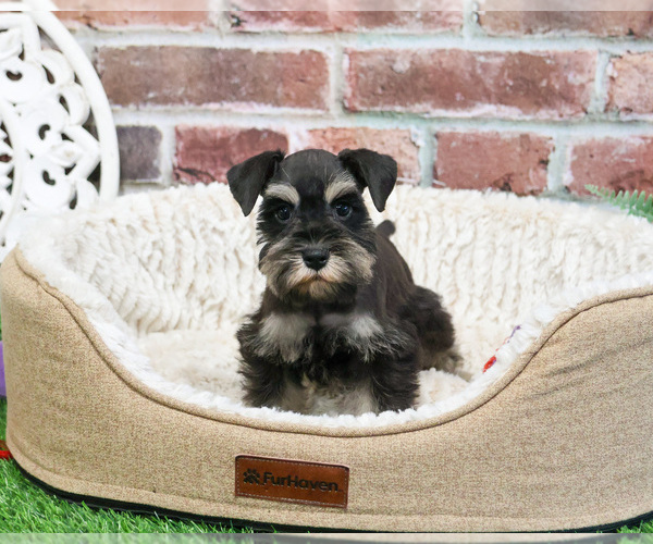 Medium Photo #8 Schnauzer (Miniature) Puppy For Sale in SYRACUSE, IN, USA