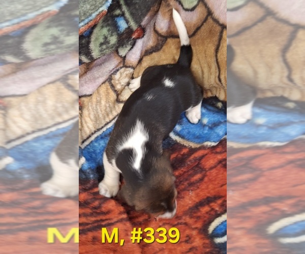 Medium Photo #11 Bagle Hound Puppy For Sale in CENTRALIA, WA, USA
