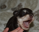 Small Photo #4 Schnauzer (Miniature) Puppy For Sale in MADERA, CA, USA