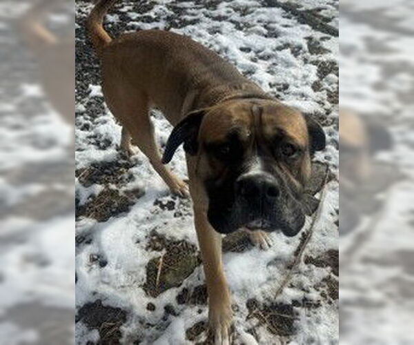 Medium Photo #3 Bullmastiff Puppy For Sale in Newfoundland, PA, USA