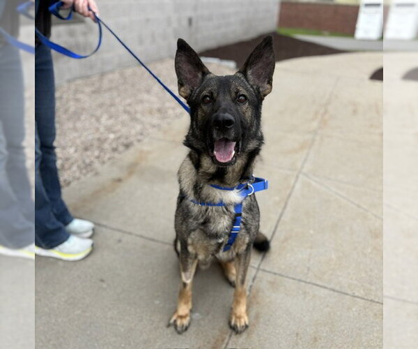 Medium Photo #1 German Shepherd Dog Puppy For Sale in Boston, MA, USA