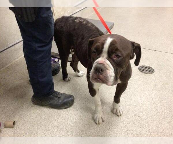 Medium Photo #1 Boxer Puppy For Sale in Riverside, CA, USA