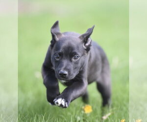 Aussiedor Dogs for adoption in Mechanicsburg, PA, USA