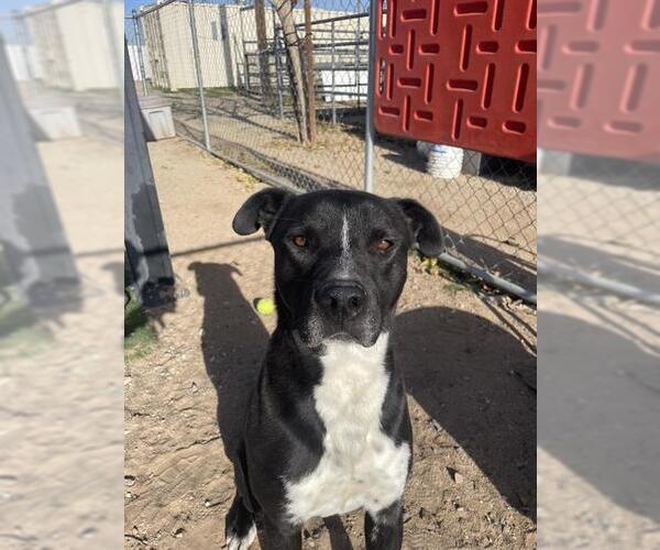 Medium Photo #1 Mutt Puppy For Sale in HESPERIA, CA, USA