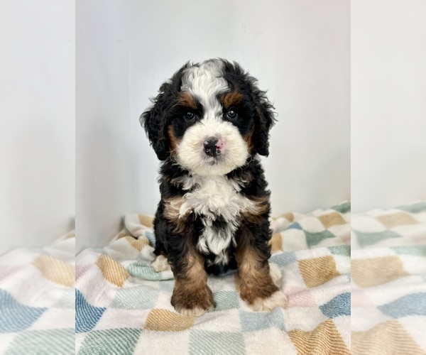 Medium Photo #2 Miniature Bernedoodle Puppy For Sale in FRANKLIN, IN, USA