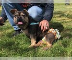 Small Photo #4 French Bulldog Puppy For Sale in Fair Oaks, CA, USA