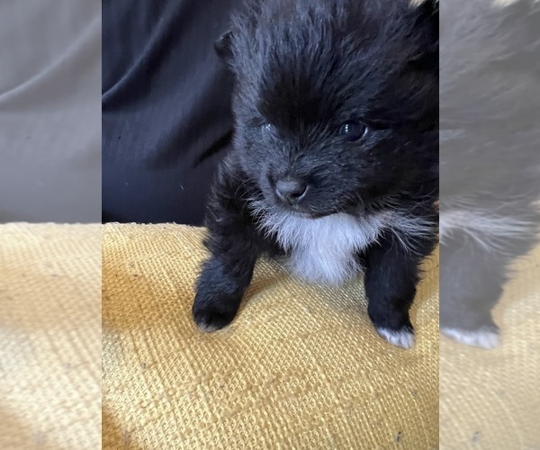 Medium Photo #1 Pomeranian Puppy For Sale in WAKE FOREST, NC, USA