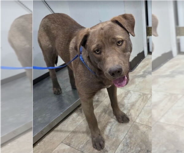 Medium Photo #3 Labrador Retriever-Unknown Mix Puppy For Sale in Lakewood, CO, USA