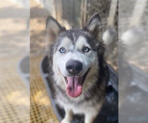 Lizzie - Female Siberian Husky Dog for Adoption - Photo #2