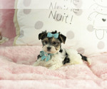 Small #12 Yorkshire Terrier