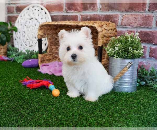 Medium Photo #6 West Highland White Terrier Puppy For Sale in SYRACUSE, IN, USA