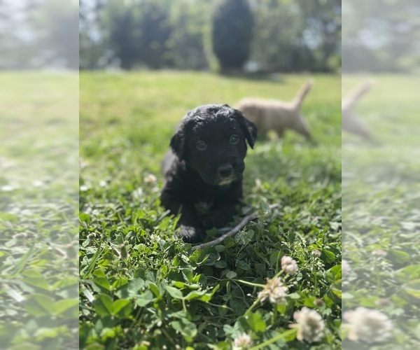 Medium Photo #4 Goldendoodle Puppy For Sale in MATTHEWS, NC, USA