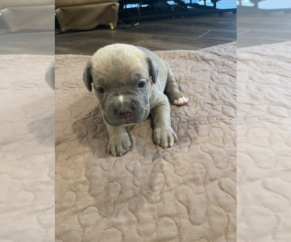 Medium Photo #4 Cane Corso Puppy For Sale in SLIDELL, LA, USA