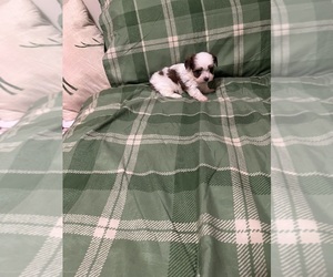 Poodle (Toy)-Yorkshire Terrier Mix Puppy for sale in BENSON, NC, USA