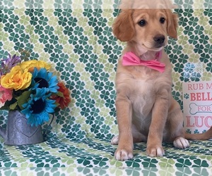 Goldendoodle (Miniature) Puppy for sale in LANCASTER, PA, USA