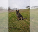 Small Photo #1 German Shepherd Dog Puppy For Sale in ZANESVILLE, OH, USA
