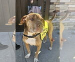 Small #1 Chinese Shar-Pei Mix