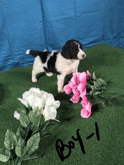 Poodle (Standard) Puppy for sale in BLOUNTVILLE, TN, USA