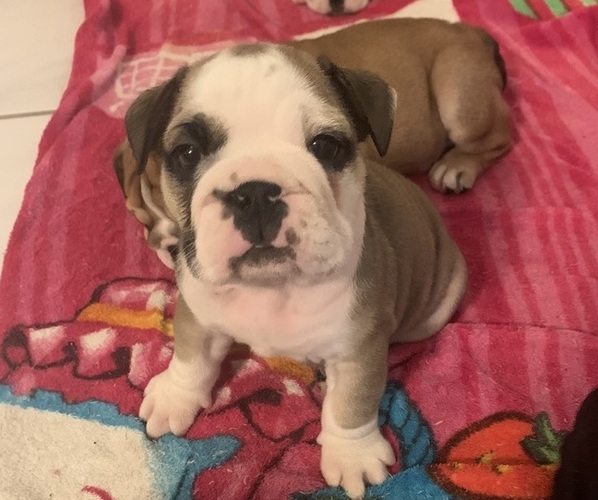 Medium Photo #5 Bulldog Puppy For Sale in SPRING HILL, FL, USA