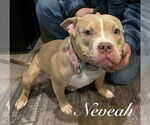 Small #2 American Pit Bull Terrier Mix