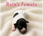 Puppy Female Jack Russell Terrier