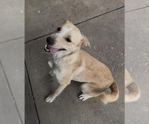 Nyla - Female Labrador Retriever-Unknown Mix Dog for Adoption - Photo #2