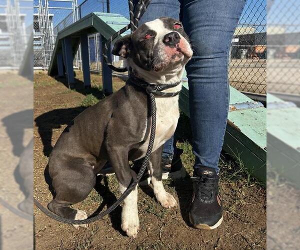 Medium Photo #1 Mutt Puppy For Sale in Bakersfield, CA, USA