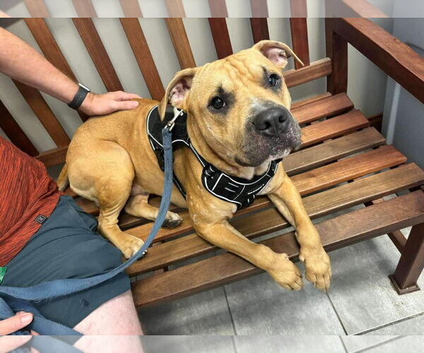 Medium Photo #4 American Pit Bull Terrier-Unknown Mix Puppy For Sale in Germantown, OH, USA