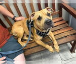 Small #3 American Pit Bull Terrier Mix